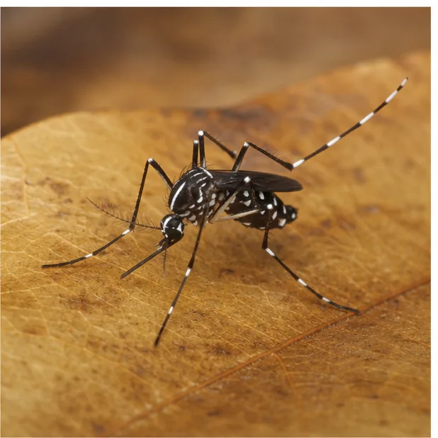 Mosquito tigre en Olesa de Montserrat